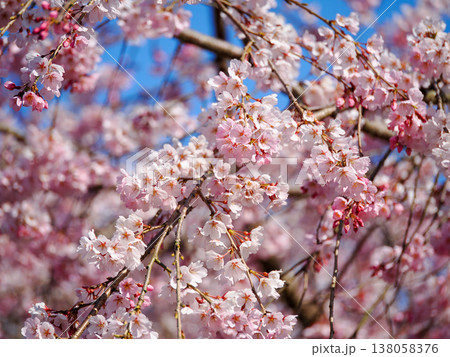萩市・南明寺のしだれ桜(イトザクラ) 萩市・南明寺のしだれ桜(イトザクラ) 138058376