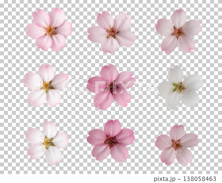 Cherry blossom pattern 138058463