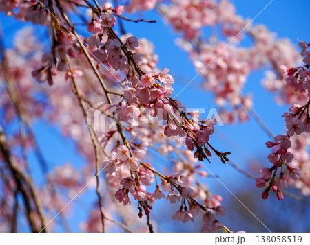 萩市・南明寺のしだれ桜（イトザクラ） 138058519