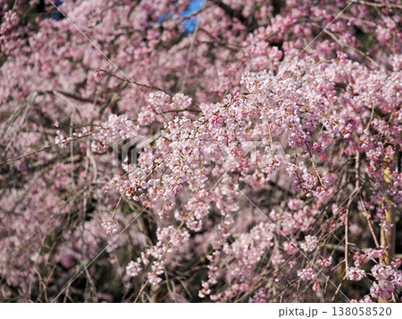 萩市・南明寺のしだれ桜（イトザクラ） 138058520