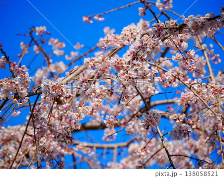 萩市・南明寺のしだれ桜(イトザクラ) 萩市・南明寺のしだれ桜(イトザクラ) 138058521