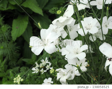 アグロステンマ（ムギセンノウ）の花 138058525