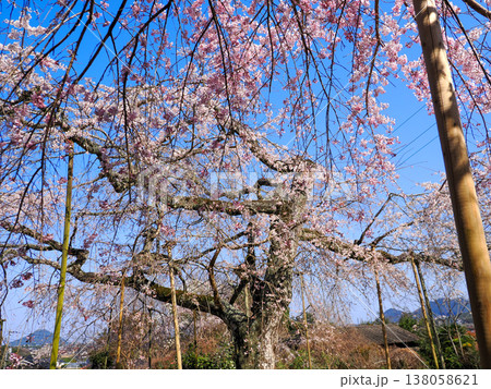 萩市・南明寺のしだれ桜(イトザクラ) 萩市・南明寺のしだれ桜(イトザクラ) 138058621