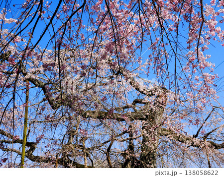 萩市・南明寺のしだれ桜(イトザクラ) 萩市・南明寺のしだれ桜(イトザクラ) 138058622