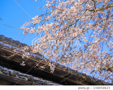 萩市・南明寺のしだれ桜(イトザクラ) 萩市・南明寺のしだれ桜(イトザクラ) 138058623