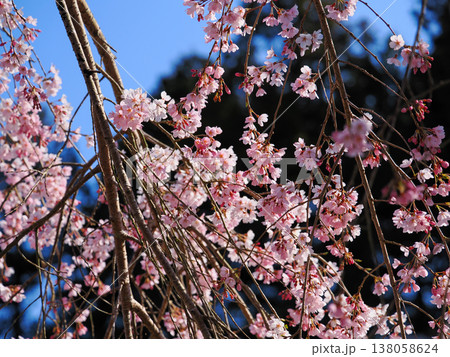 萩市・南明寺のしだれ桜(イトザクラ) 萩市・南明寺のしだれ桜(イトザクラ) 138058624