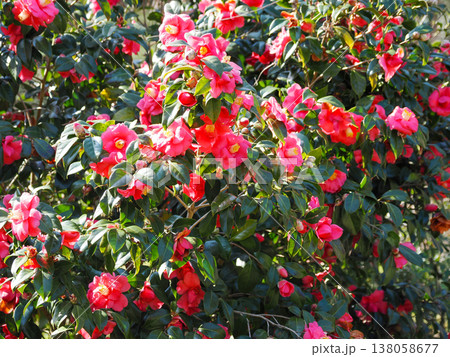 赤い椿(ツバキ)の花 赤い椿(ツバキ)の花 138058677
