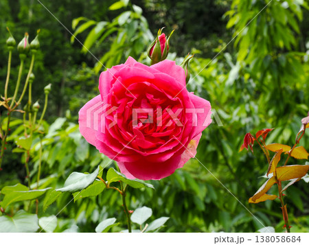 バラのある風景 バラのある風景 138058684
