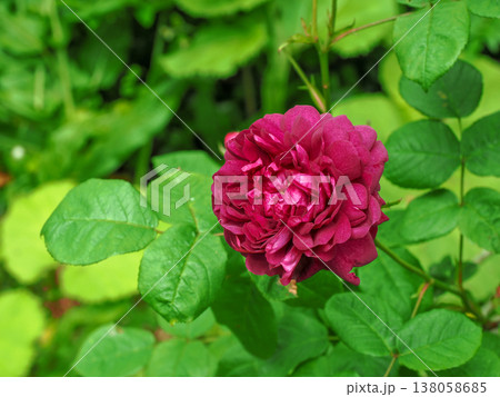 バラのある風景 138058685