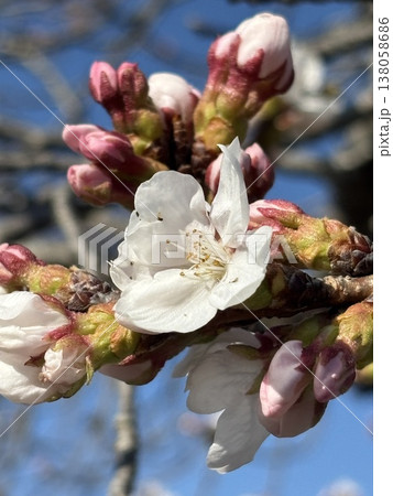 咲き始めた桜　五条川 138058686