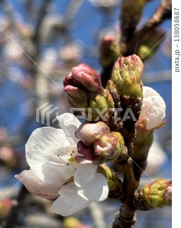 咲き始めた桜 五条川 咲き始めた桜 五条川 138058687