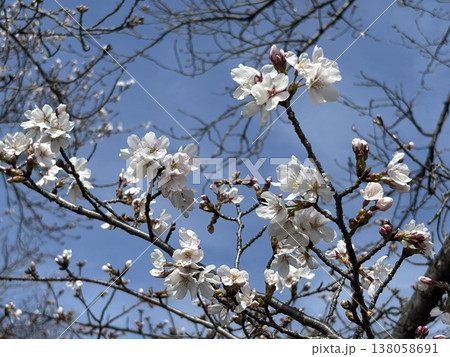 咲き始めた桜　五条川 138058691