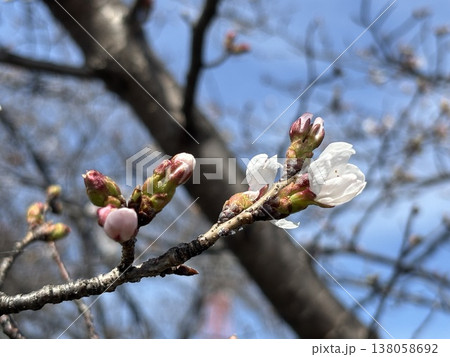 咲き始めた桜　五条川 138058692