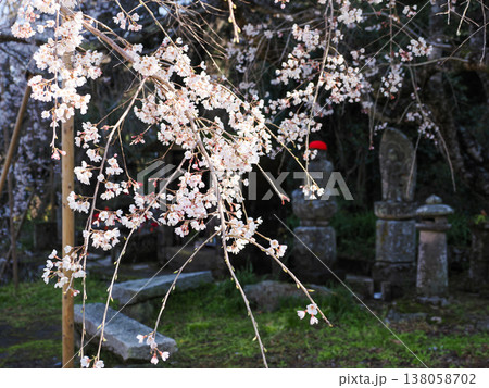 萩市・南明寺のしだれ桜(イトザクラ) 萩市・南明寺のしだれ桜(イトザクラ) 138058702