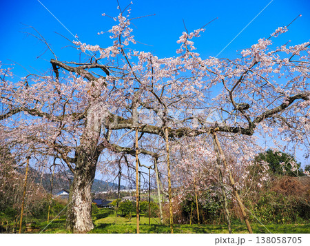 萩市・南明寺のしだれ桜（イトザクラ） 138058705
