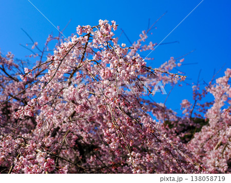 萩市・南明寺のしだれ桜（イトザクラ） 138058719