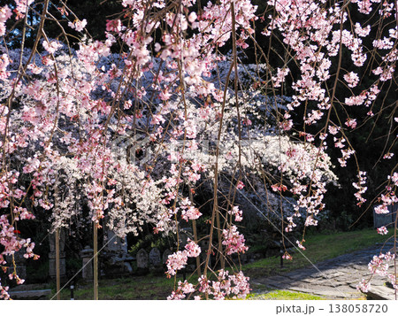 萩市・南明寺のしだれ桜（イトザクラ） 138058720