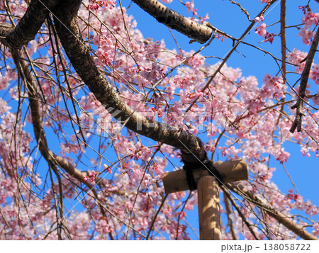 萩市・南明寺のしだれ桜(イトザクラ) 萩市・南明寺のしだれ桜(イトザクラ) 138058722