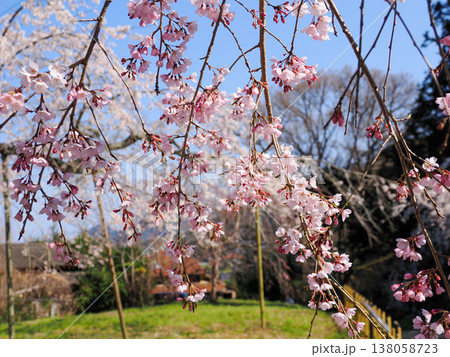 萩市・南明寺のしだれ桜（イトザクラ） 138058723