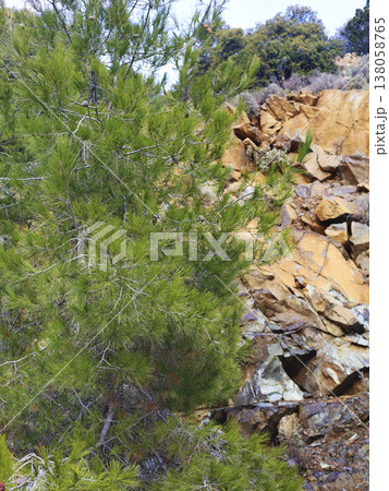 Sunlit Pine Tree Beside Rocky Hillside Scene Sunlit Pine Tree Beside Rocky Hillside Scene 138058765