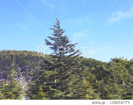 Tall Conifer Standing Against Blue Mountain Sky Tall Conifer Standing Against Blue Mountain Sky 138058775