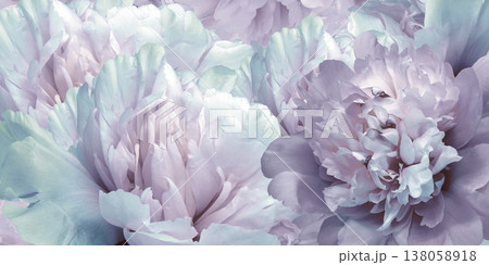 Floral spring background. Peonies flowers and petals flowers. Close-up. Greeting card. Nature. Floral spring background. Peonies flowers and petals flowers. Close-up. Greeting card. Nature. 138058918