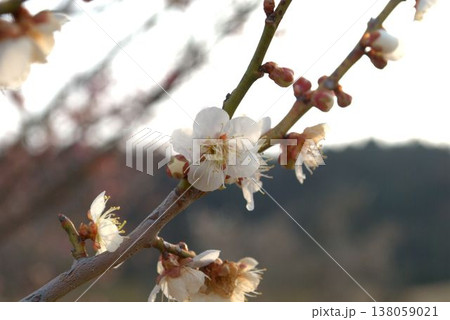 白い梅の花 138059021