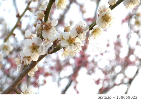 白い梅の花 138059022