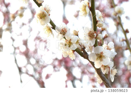 白い梅の花 白い梅の花 138059023
