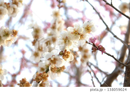 白い梅の花 138059024