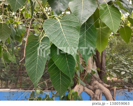Peepal, Ficus religiosa, Sacred fig plant  138059063
