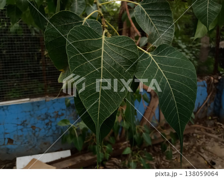 Peepal, Ficus religiosa, Sacred fig plant  138059064