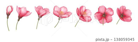 Realistic Pink Cherry Blossoms on White Background Realistic Pink Cherry Blossoms on White Background 138059345