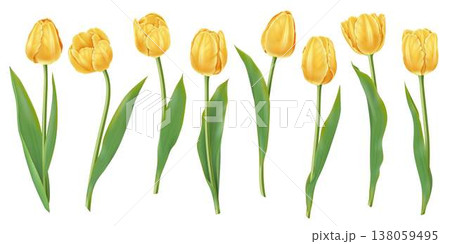 Yellow Tulips in Realistic Vector Illustration 138059495