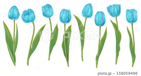 Blue Tulips Row Isolated on White Background Blue Tulips Row Isolated on White Background 138059498