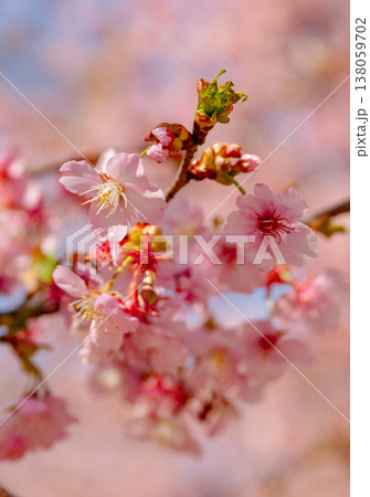 春の訪れを告げる河津桜 春の訪れを告げる河津桜 138059702