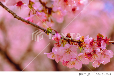 春の訪れを告げる河津桜 138059703