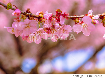 青空に映える河津桜 青空に映える河津桜 138059704