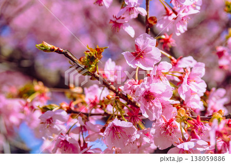 青空に映える河津桜 青空に映える河津桜 138059886