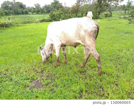 Indian indigenous cow eating grass 138060003