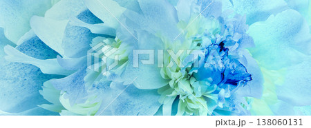 Peony flower. Floral background. Closeup. For design. Nature. Peony flower. Floral background. Closeup. For design. Nature. 138060131