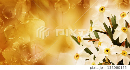 Bouquet of   white daffodil flowers. Floral spring background. Close-up. Nature. 138060133