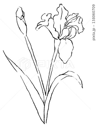 咲き誇るアイリスの花の手描きの線画イラスト 138060709