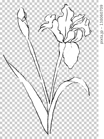 咲き誇るアイリスの花の手描きの線画イラスト 138060709