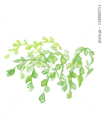 生い茂るアジアンタムの葉の手描きの水彩イラスト 138060711