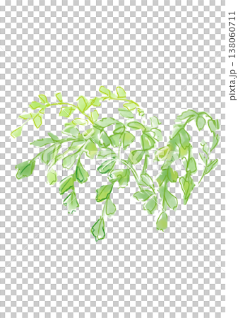 一幅手繪水彩插圖，描繪了茂盛的鐵線蕨葉子。 138060711