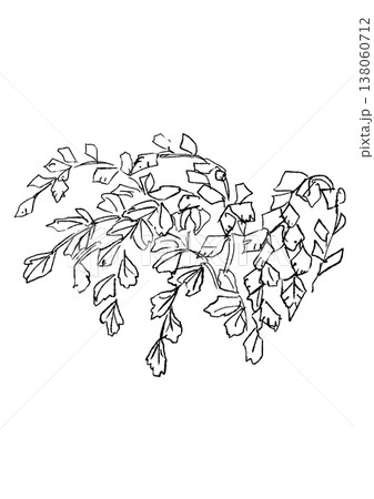 生い茂るアジアンタムの葉の手描きの線画イラスト 138060712