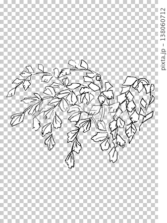 生い茂るアジアンタムの葉の手描きの線画イラスト 138060712