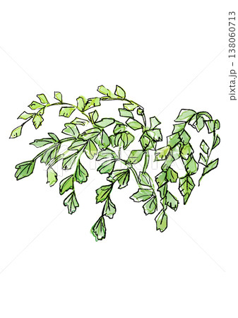 生い茂るアジアンタムの葉の手描きの線画と水彩イラスト 138060713