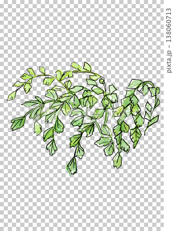 生い茂るアジアンタムの葉の手描きの線画と水彩イラスト 138060713